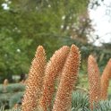Cedrus libani chatons males